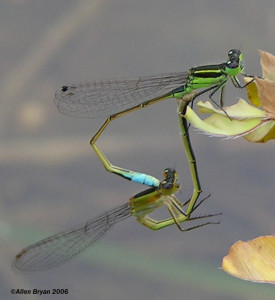 Rambur's Forktail- mated pair