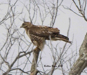 Immature Red-tailed Hawk (abeiticola) in Clarke County, Va.