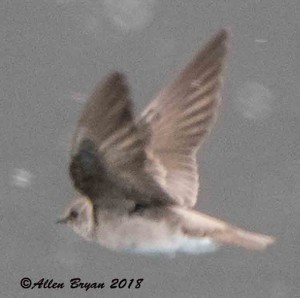 Rough-winged Swallow at Lake Frederick, Va.