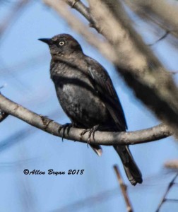 Rusty Blackbird in Jefferson County, WV