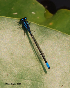 Skimming Bluet- male