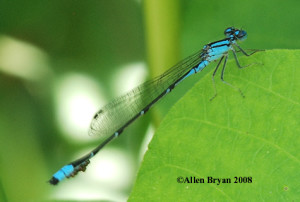 Slender Bluet- male with parasites