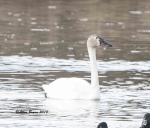 Tundra Swan (immature) in Frederick County, Va.