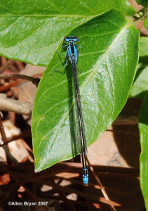 Turquoise Bluet- female