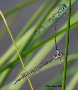 Turquoise Bluet- mated pair