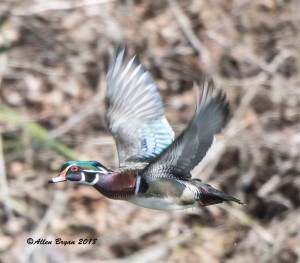 Wood Duck over Cacapon River in Hampshire County, WV