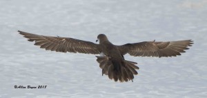 Audubon's Shearwater landing off Cape Hatteras, N.C.