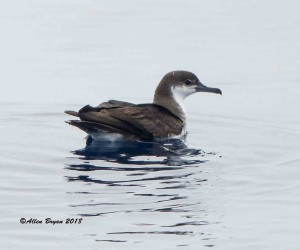 Audubon's Shearwater resting on water off Cape Hatteras, N.C.