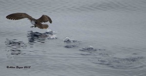 Audubon's Shearwater taking flight off of Cape Hatteras, N.C.