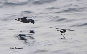 Band-rumped and Wilson's Storm-Petrels off of Cape Hatteras, N.C.