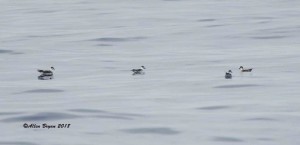 Black-capped Petrels sitting on water off of Cape Hatteras, N.C.