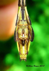 Blackwater Clubtail- female sub-genital plate- Goochland County, Va.