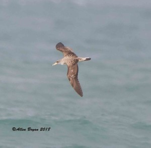 Cory's Shearwater at Cape Hatteras point, N.C.