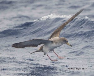 Cory's Shearwater off Cape Hatteras, N.C.
