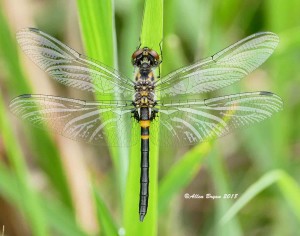 Double-ringed Pennant (male) in Caroline County, Va.