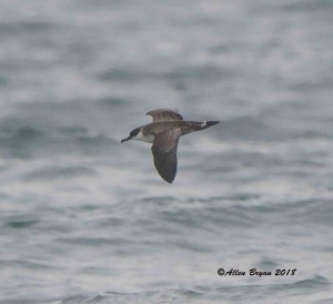 Great Shearwater from Cape Hatteras point, N.C.