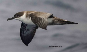 Great Shearwater off of Cape Hatteras, N.C.