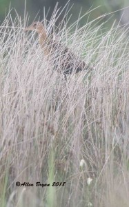 Kling Rail perched in marsh while vocalizing his territory