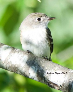 Least Flycatcher in Highland County, Va.