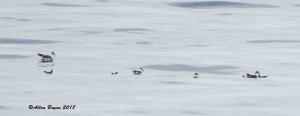Black-capped Petrels and Leach's Storm-Petrel off Cape Hatteras, N.C.