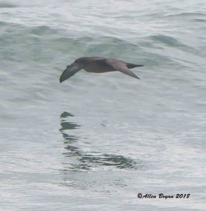 Sooty Shearwater from Cape Hatteras point, N.C.
