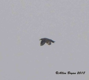 South Polar Skua from Cape Hatteras point, N.C.