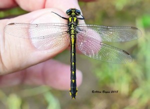 Spine-crowned Clubtail- female