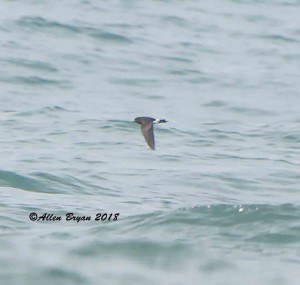 Wilson's Storm-petrel at Cape Hatteras point, N.C.