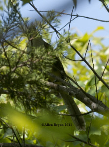 Black-billed Cuckoo- hid by foliage but tail evident