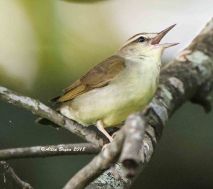 Swainson's Warbler from Southampton County, Va.