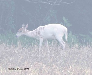 Partially leucitic White-tailed Deer in New Kent County, Virginia
