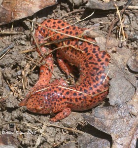 Northern Red Salamander in Augusta County, Va.