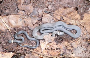 Northern Ring-necked Snakes in Augusta County, Va.