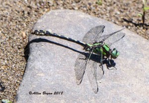Riffle Snaketail- male in Highland County, Va.