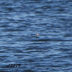 Poor, distant photo of Red-necked Grebe at Pea Island, NC