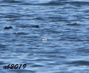 Poor, distant photo of Red-necked Grebe at Pea Island, NC