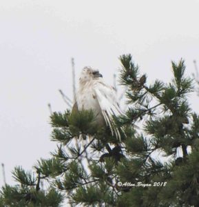 Red-tailed Hawk- leucistic individual from northern Virginia