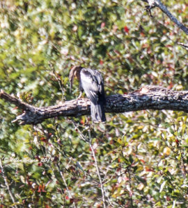 Anhinga at the Carson Wetlands in Prince George County, Va on 9-23-19