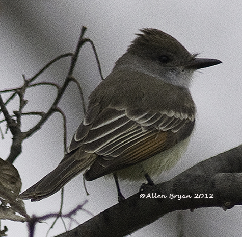 ash-throated flycatcher 2012