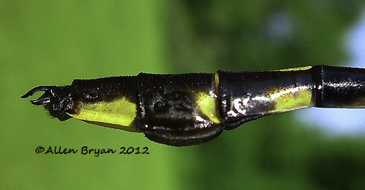 blackwater clubtail male terminal appendages