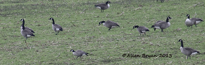 cackling goose 20130216