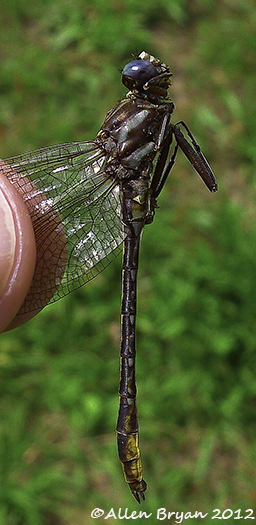lancet clubtail male lateral