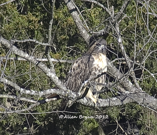 red-tailed hawk (canadian)