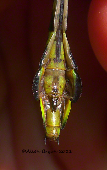blackwater clubtail subgenitalplate