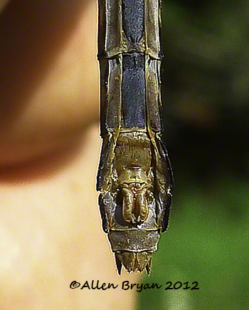 riffle snaketail subgenital