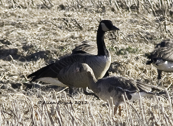 greater white-fronted goose b