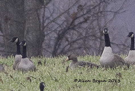 whitefronted goose a 2013