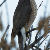 Cooper's Hawk- female