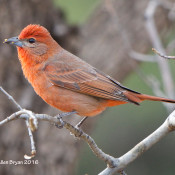 Hepatic Tanager- male