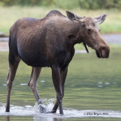 Female Moose in Glacier National Park